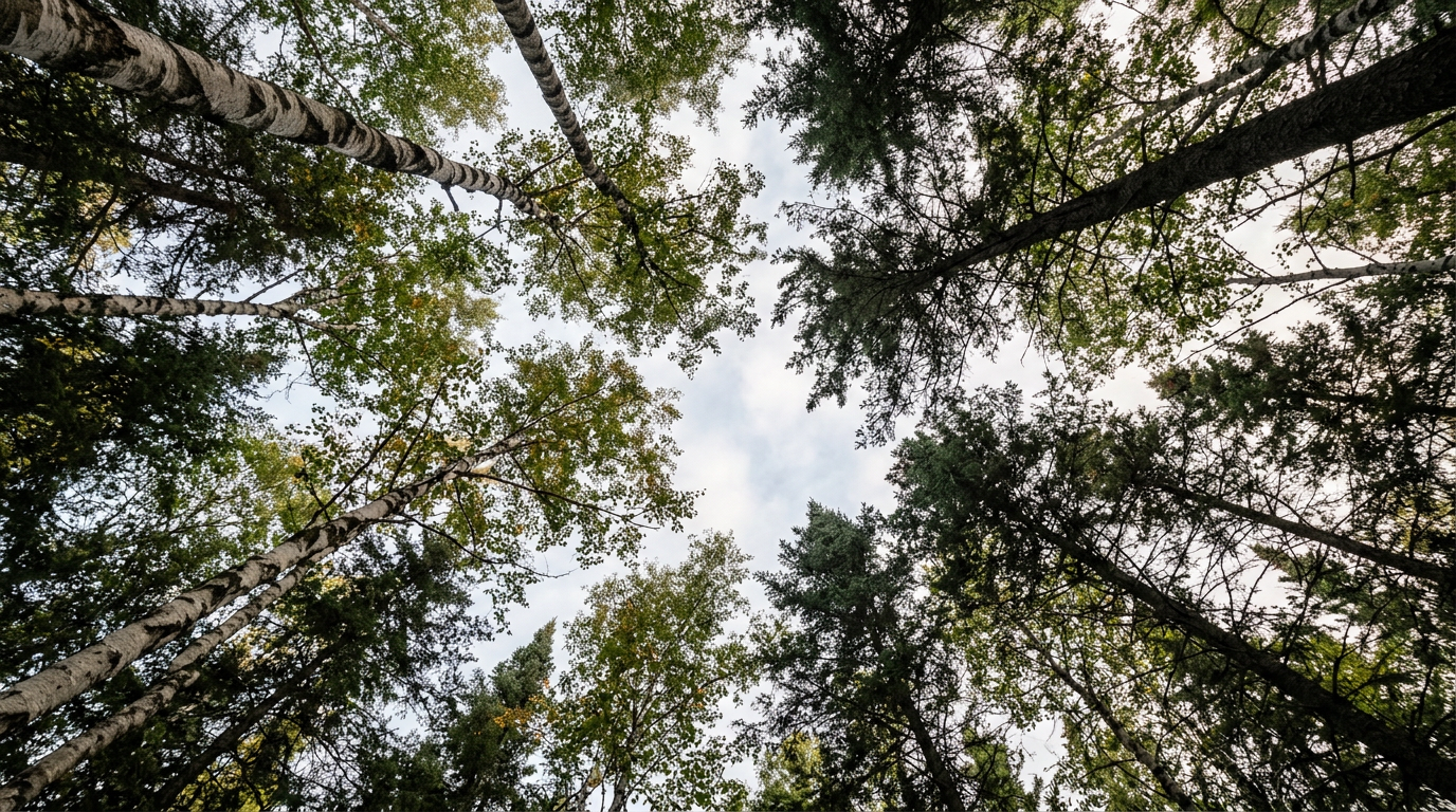Sunlight moving through a Québec forest canopy